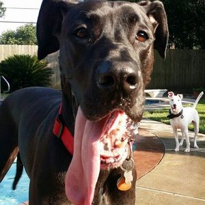 Apollo and his buddy, Rex